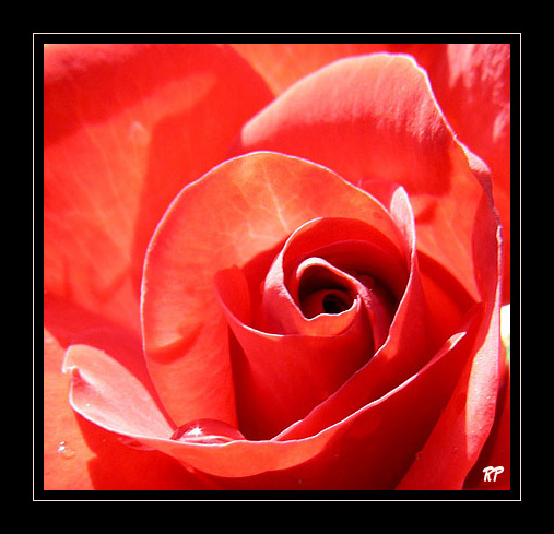 IPB Image