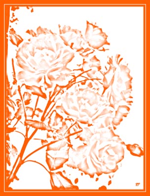 IPB Image